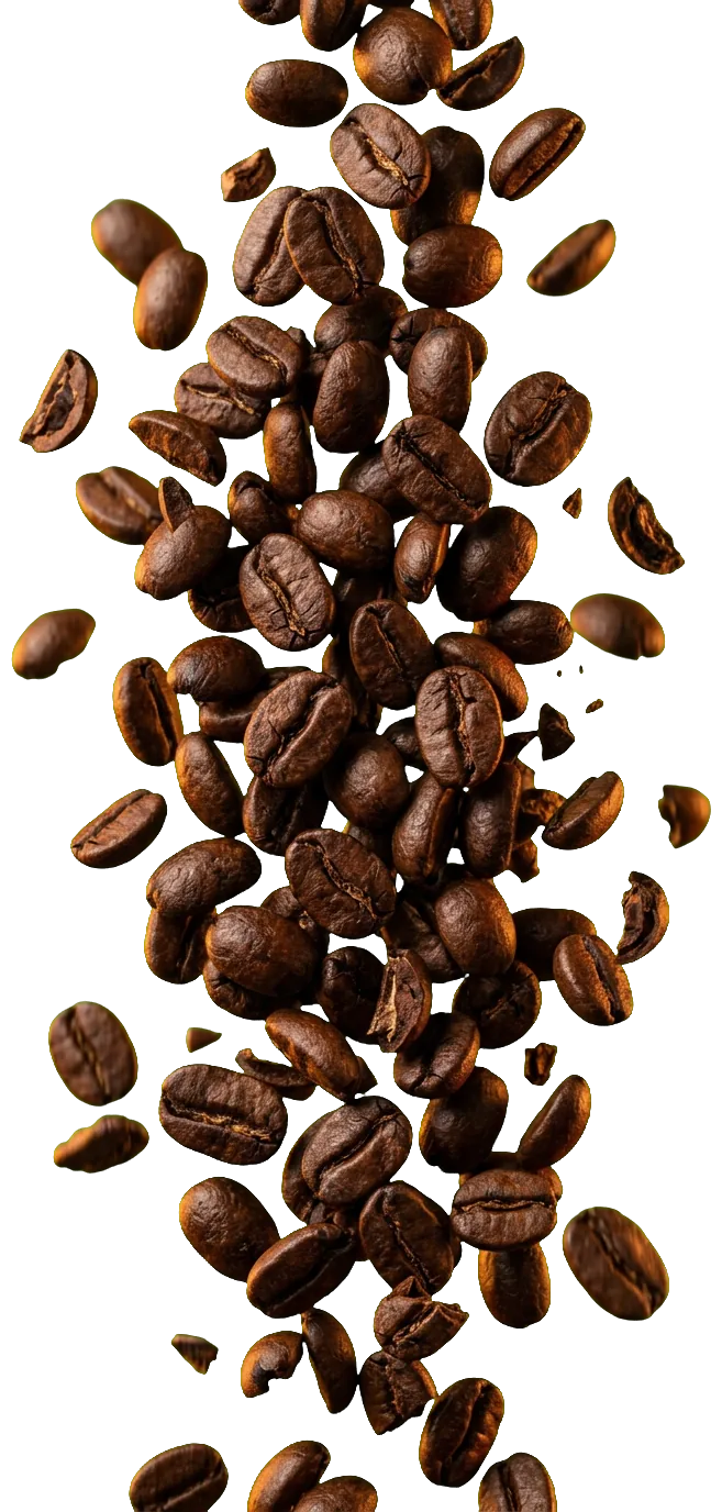 Biji kopi arabika Gayo berjatuhan